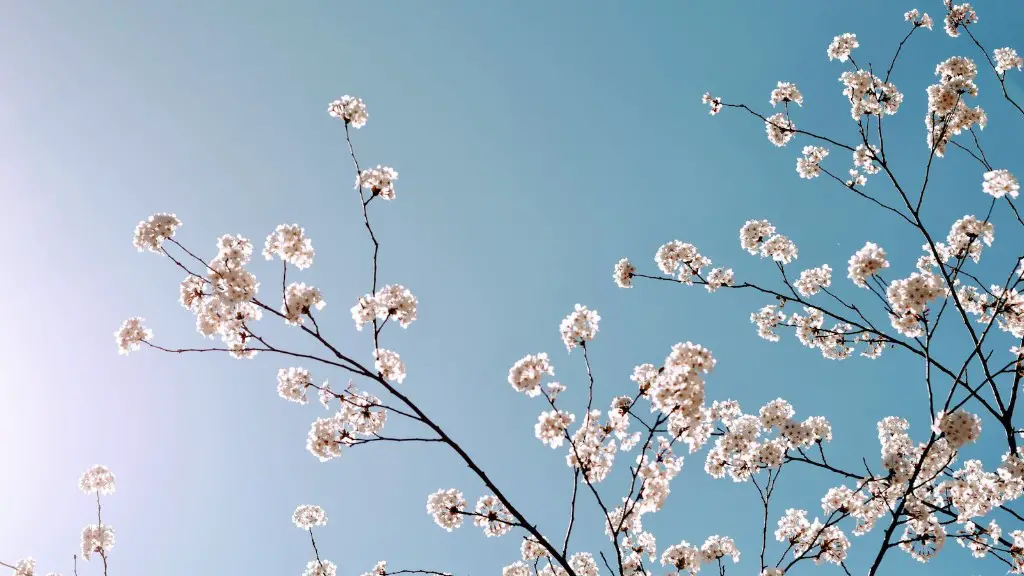 What Color Are Cherry Tree Blossoms