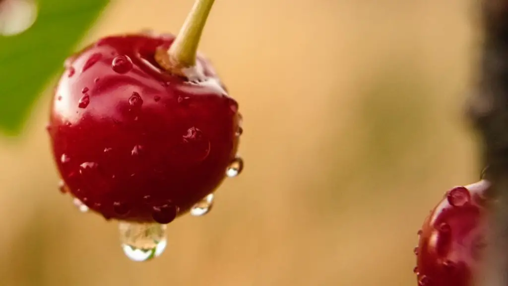 Can you eat cherries off a cherry tree?