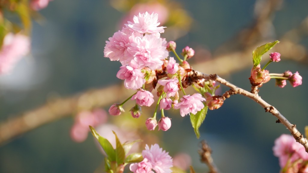 When to plant a cherry tree?