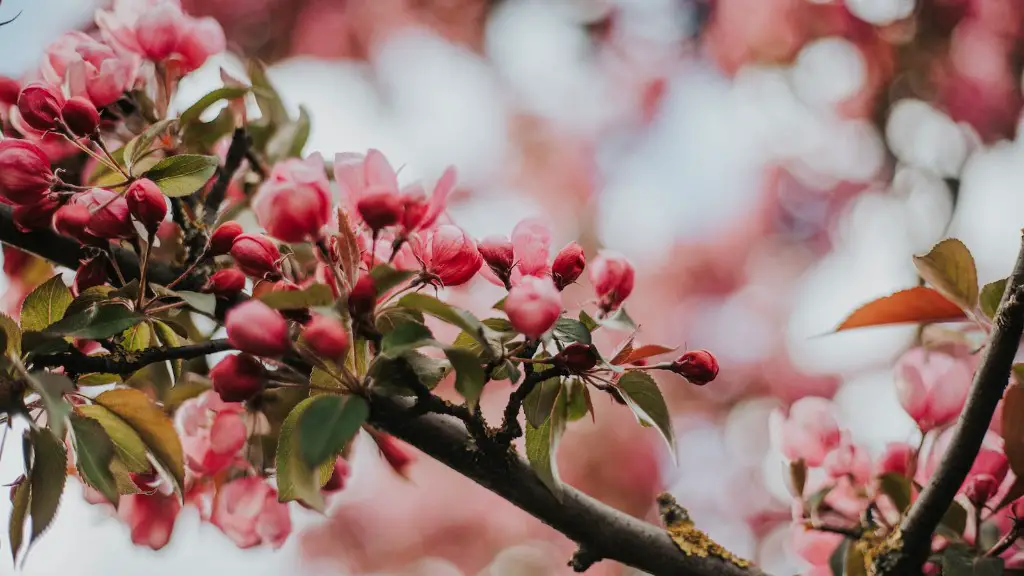 How To Pollard A Cherry Tree