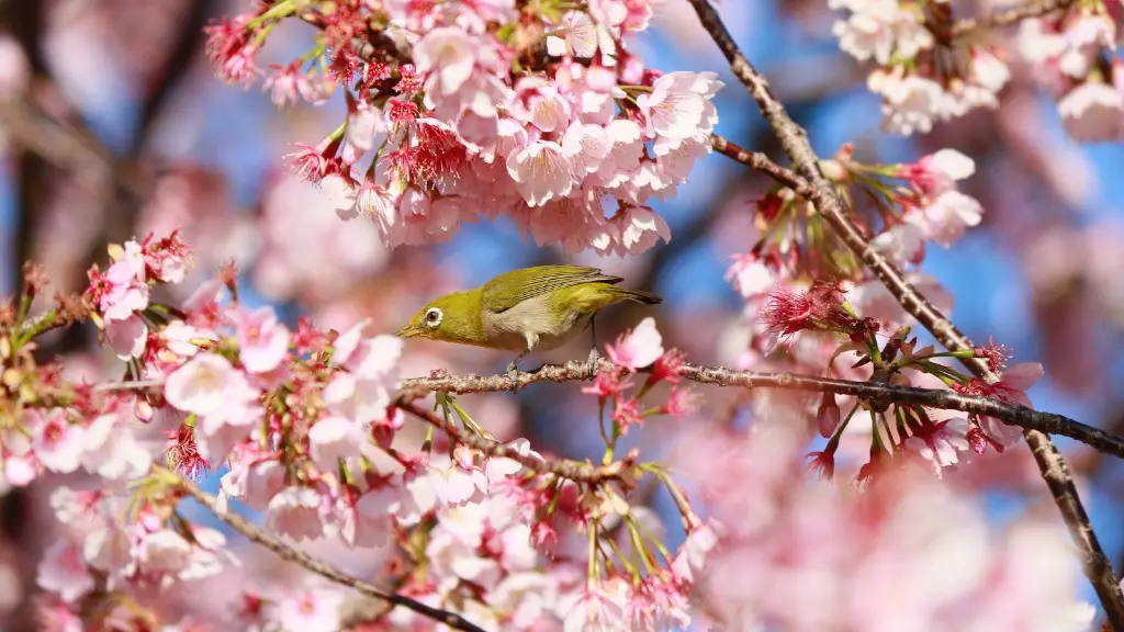 Can you grow a cherry tree from a cherry pit?