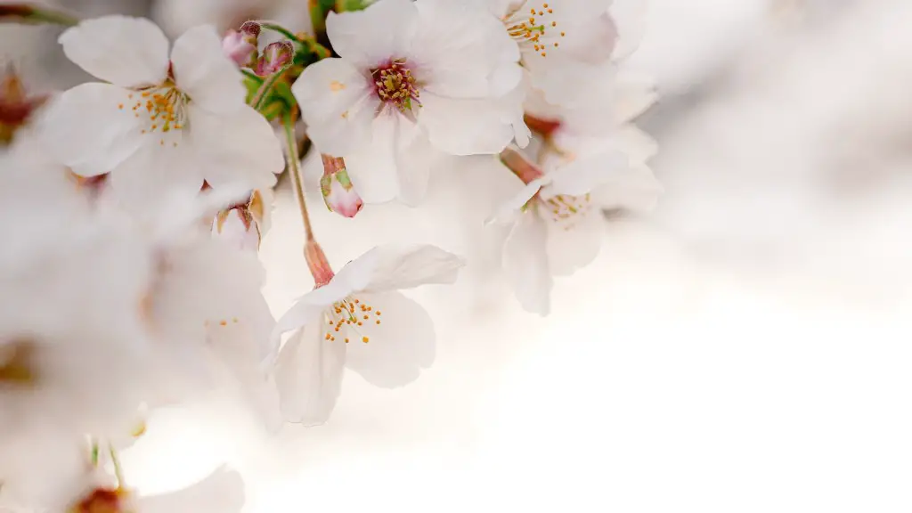 When To Net A Cherry Tree