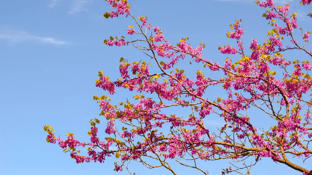 How Far To Plant Cherry Tree From House