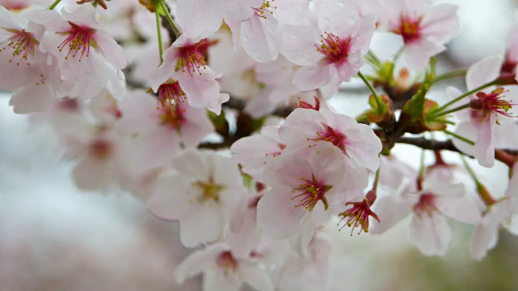 How long does it take for an apple tree?