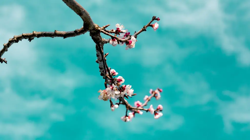 Can apples and pears grow on the same tree?