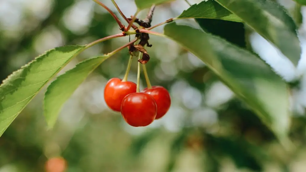 What Is The Smallest Flowering Cherry Tree