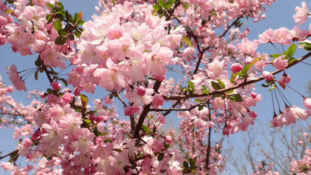 How Big Can A Cherry Tree Get