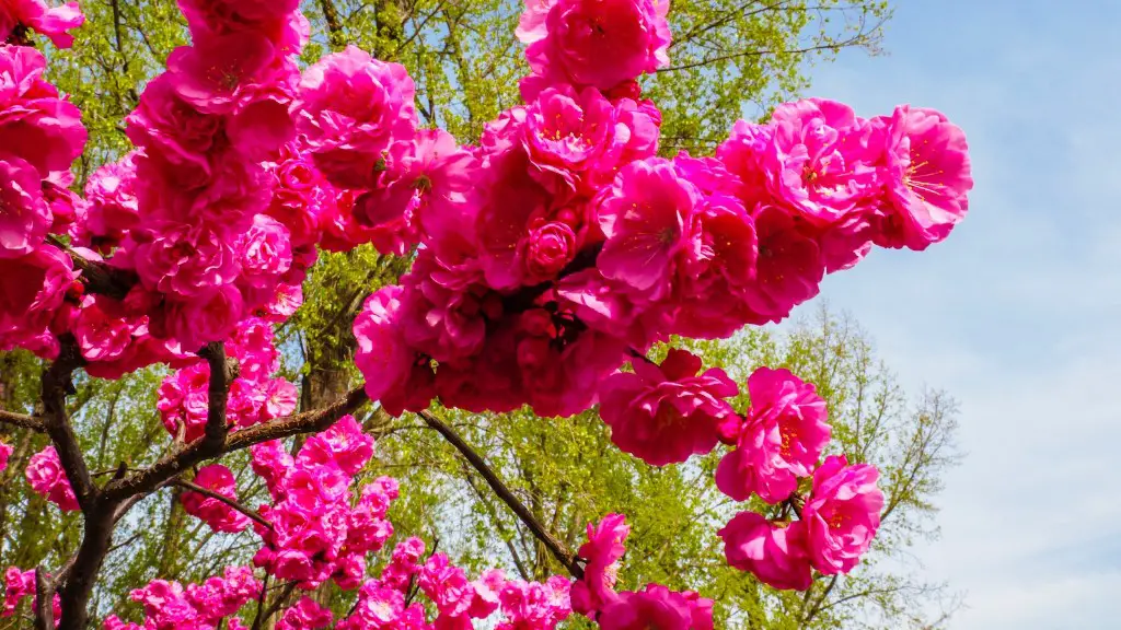 How To Plant Flowering Cherry Tree