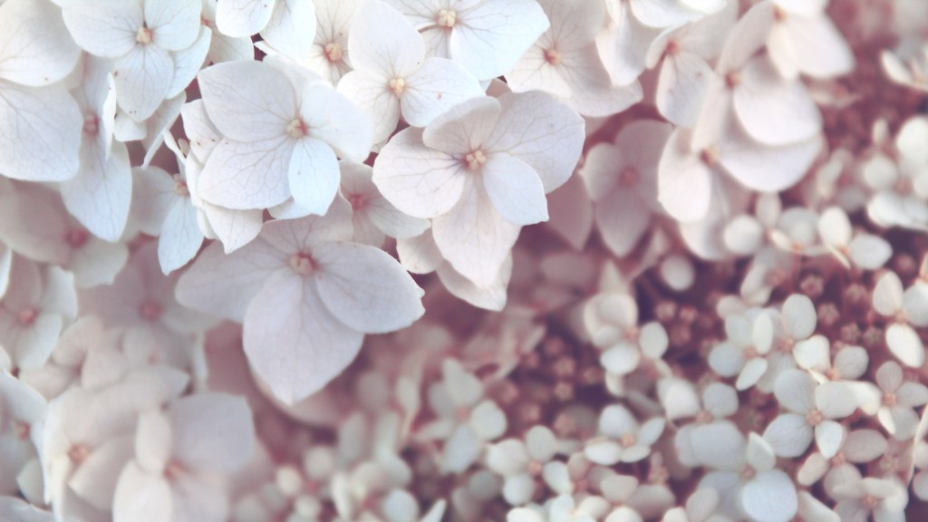 How Fast Does A Japanese Cherry Blossom Tree Grow