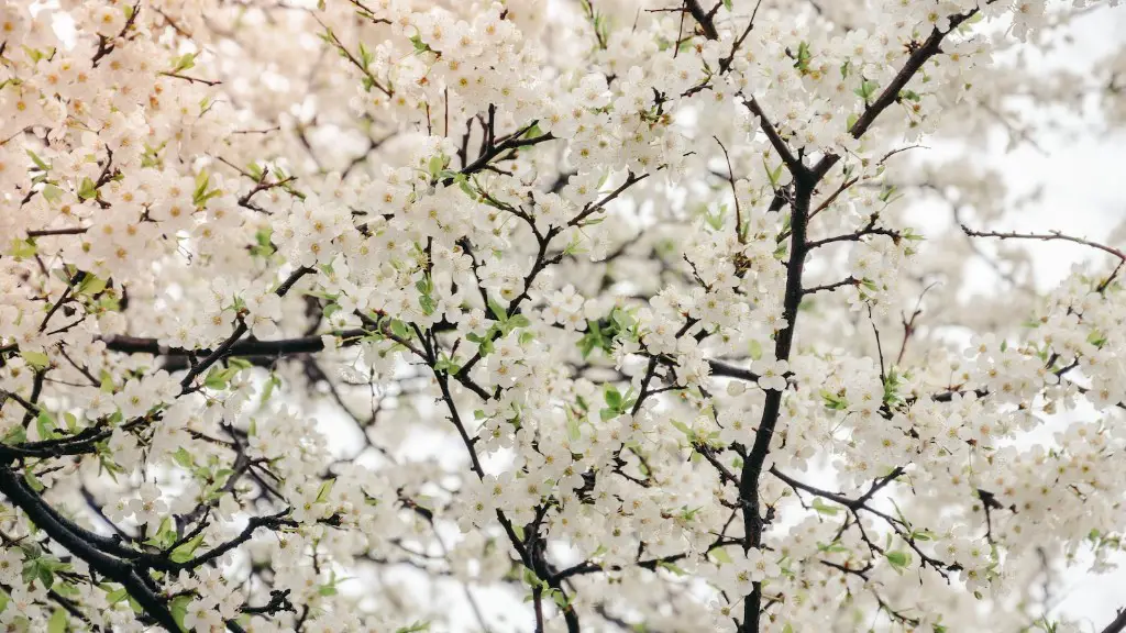 What Does A Cherry Wood Tree Look Like