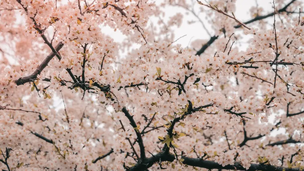 Can an apple tree pollinate a pear tree?