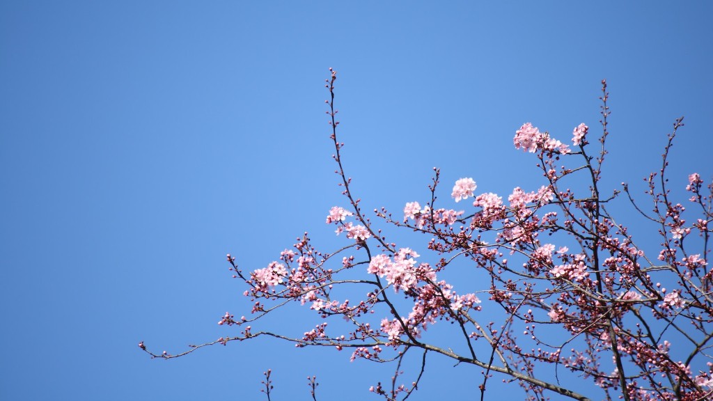What Is The Lifespan Of A Weeping Cherry Tree