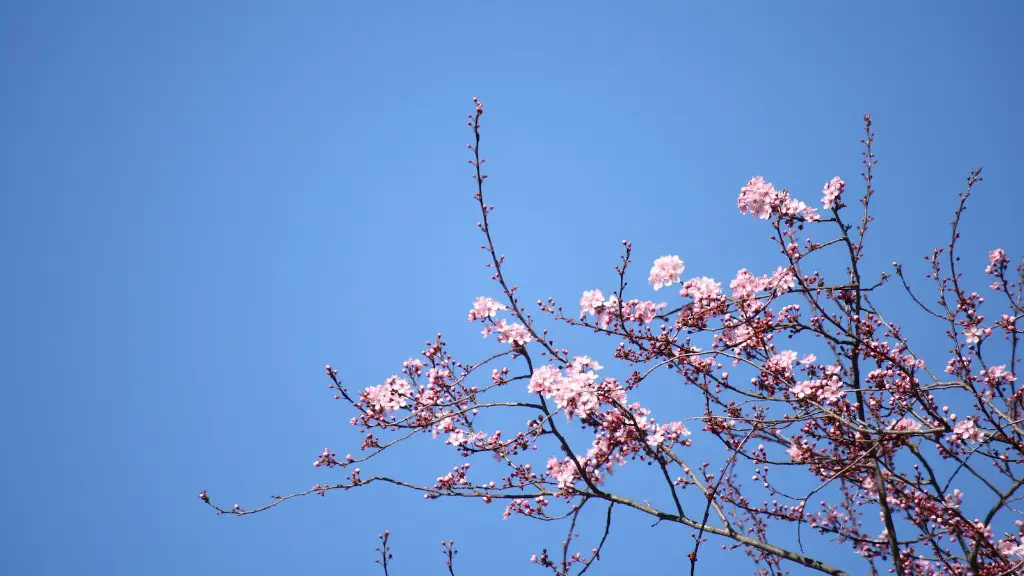 How long does a cherry blossom tree take to grow?