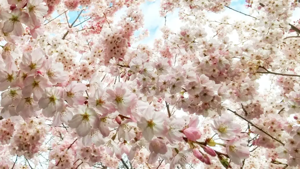 What does a cherry blossom tree look like?