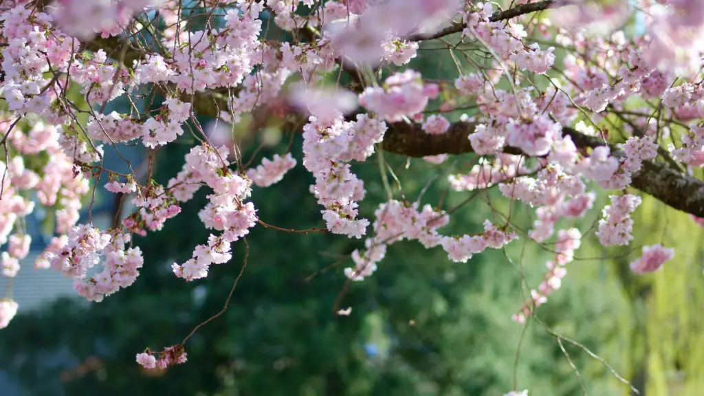 Is my apple tree dead?