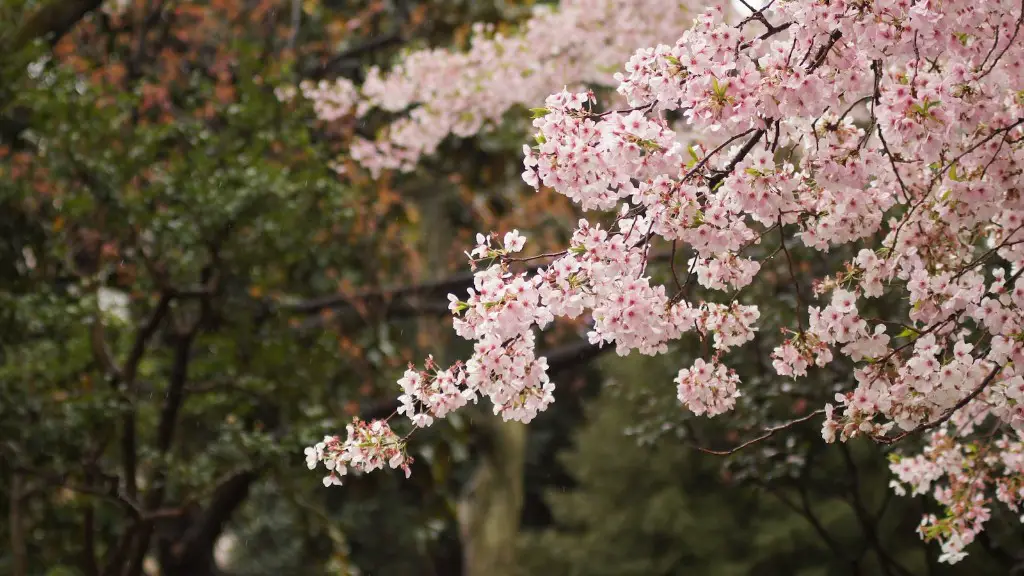 How to make a cherry tree?