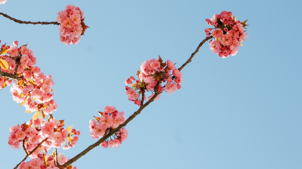 When To Prune A Cherry Blossom Tree