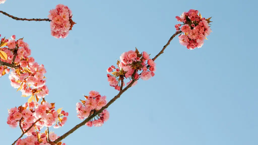 Does a pink lady apple tree need a pollinator?