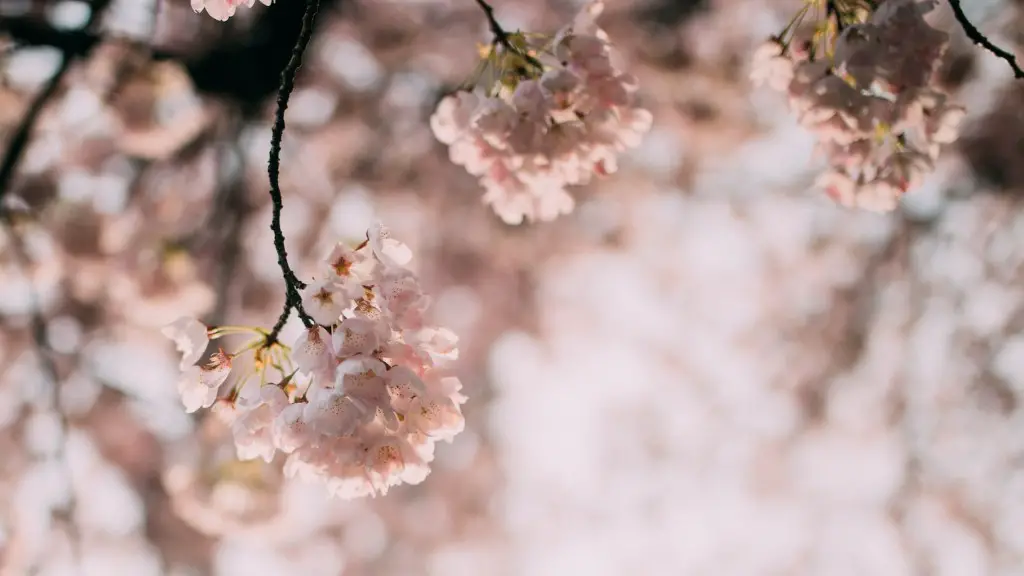 How to get rid of black aphids on cherry tree?