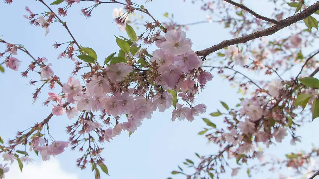 How to grow cherry tree from pit?