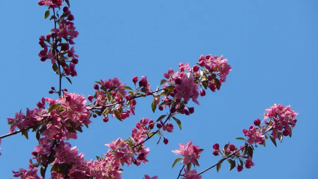 How To Choose A Cherry Tree