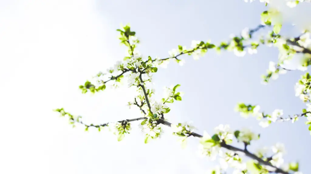 How to trim an overgrown weeping cherry tree?