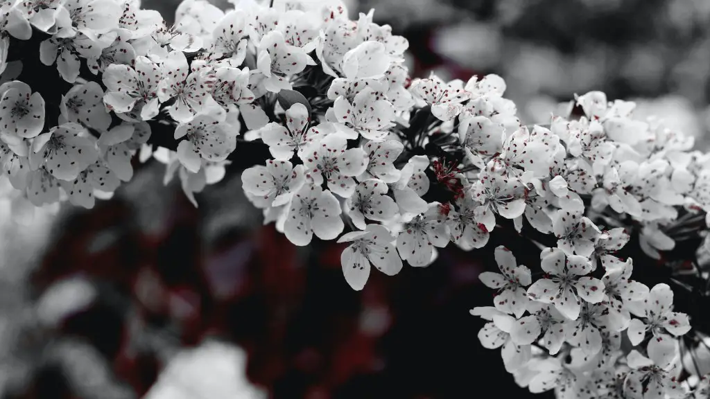 Where To Buy Cherry Blossom Bonsai Tree