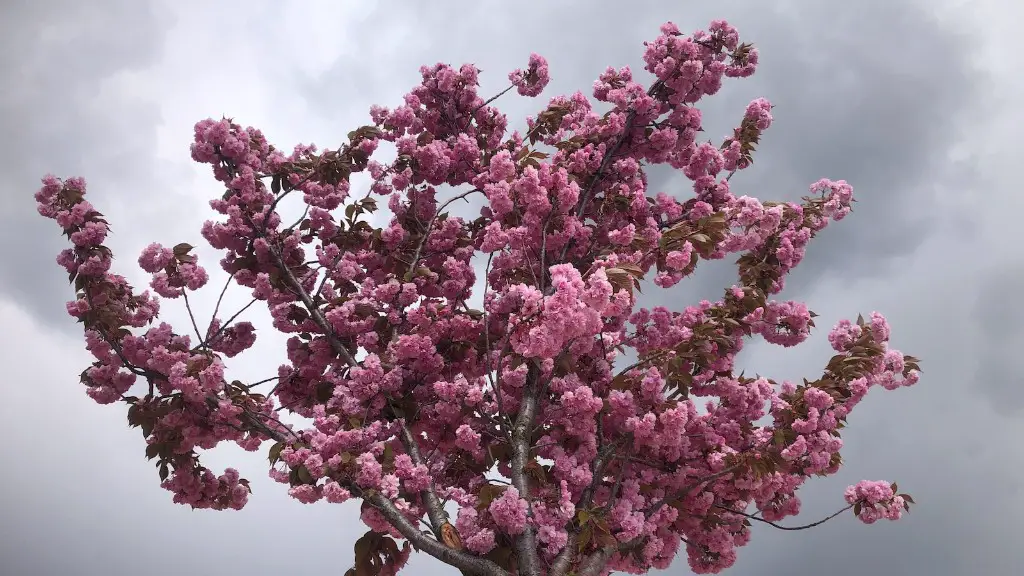 How Long To Grow Cherry Blossom Tree