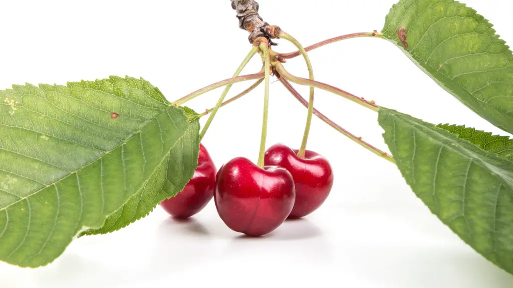 Can Stella Pollinate Bing Cherry Tree