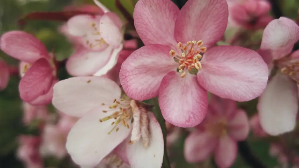 How long does weeping cherry tree bloom?