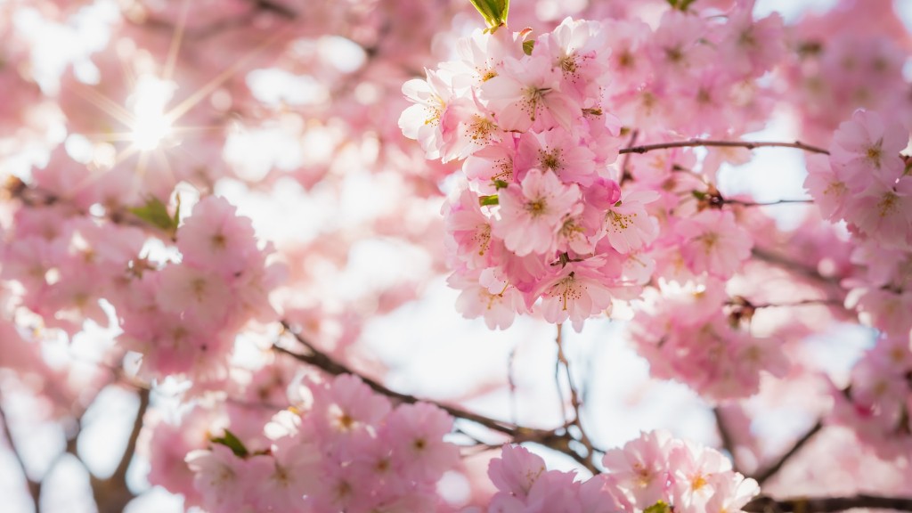 Where Can I Buy A Flowering Cherry Tree
