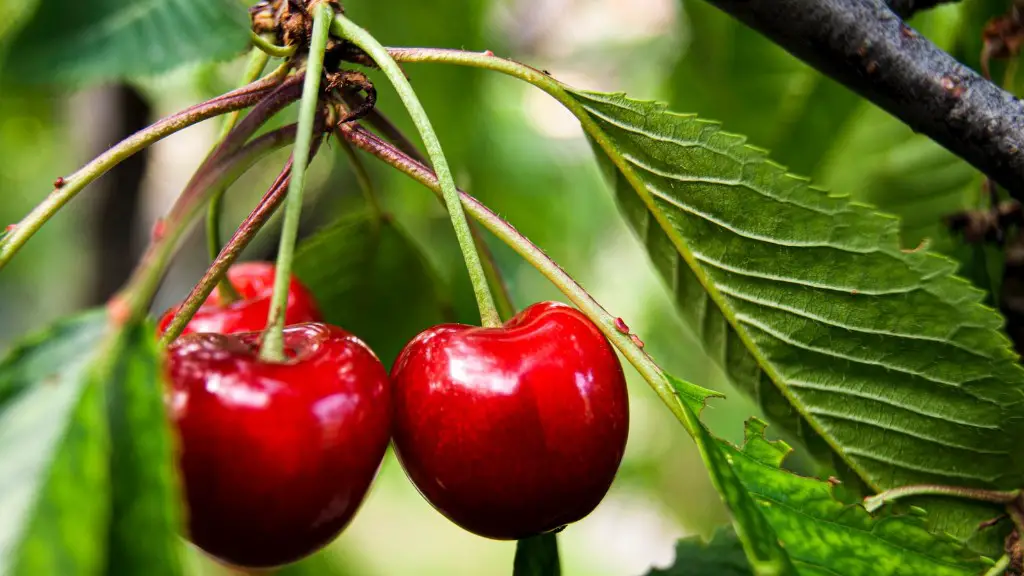 How To Identify Type Of Cherry Tree