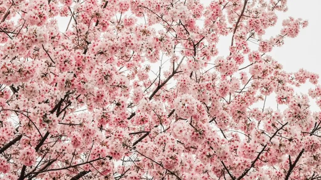 How do you prune an apple tree with pictures?