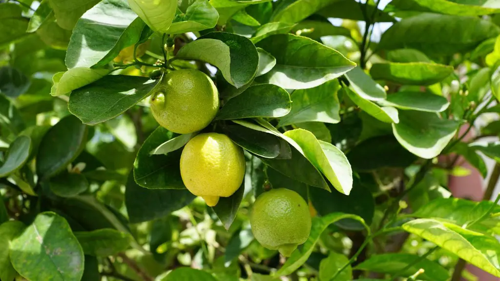 How long apple tree from seed?