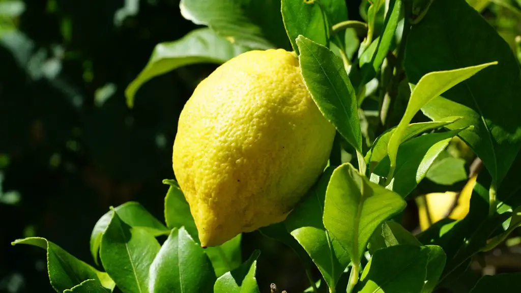 What Is The Scientific Name For Lemon Tree