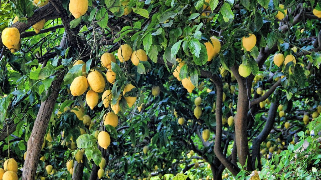 When can i put my lemon tree outside?