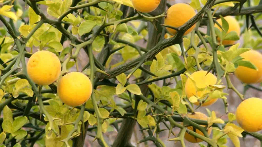 Why my lemon tree doesn t produce fruit?