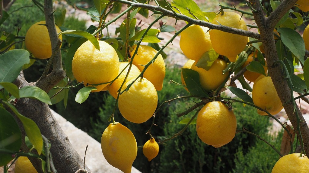 How Many Years To Grow Lemon Tree