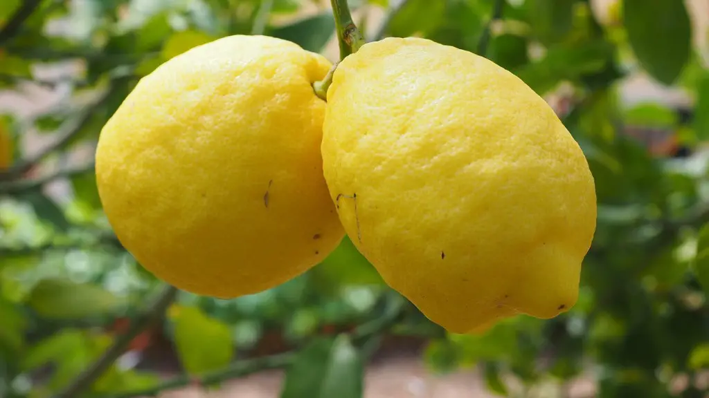 Can You Pot A Lemon Tree