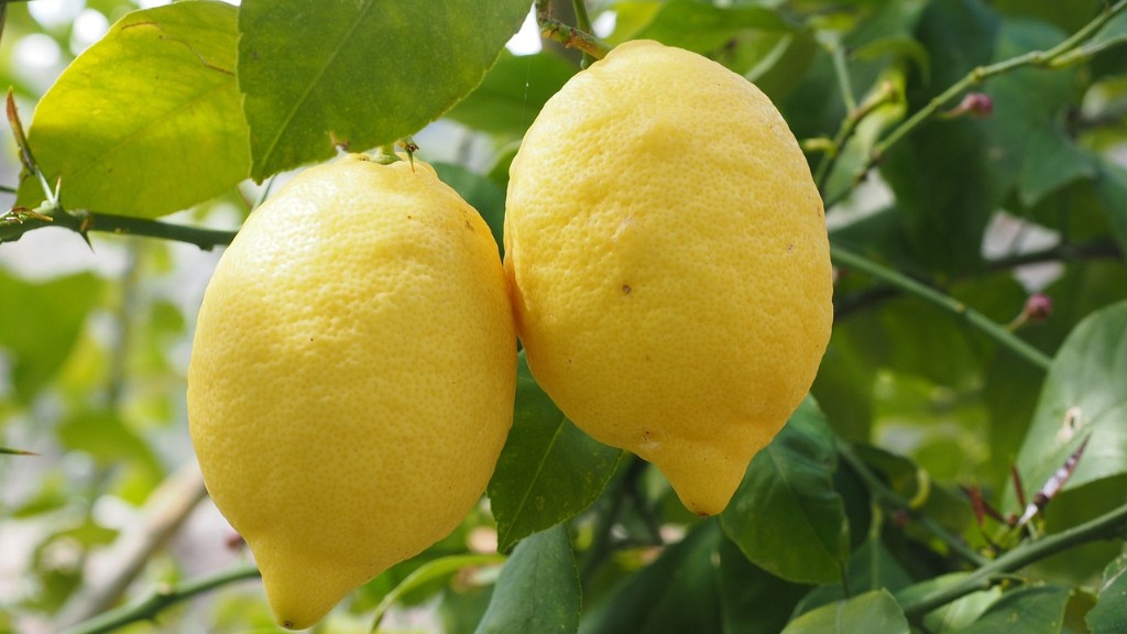 How To Tell A Lime Tree From A Lemon Tree