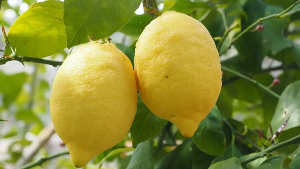 How To Espalier A Lemon Tree