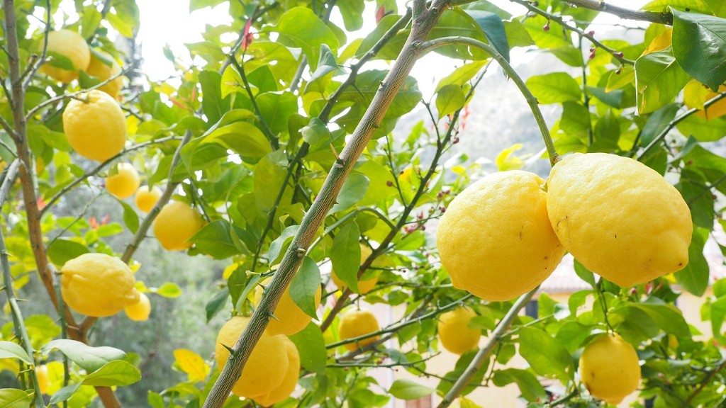 How To Grow Your Own Lemon Tree