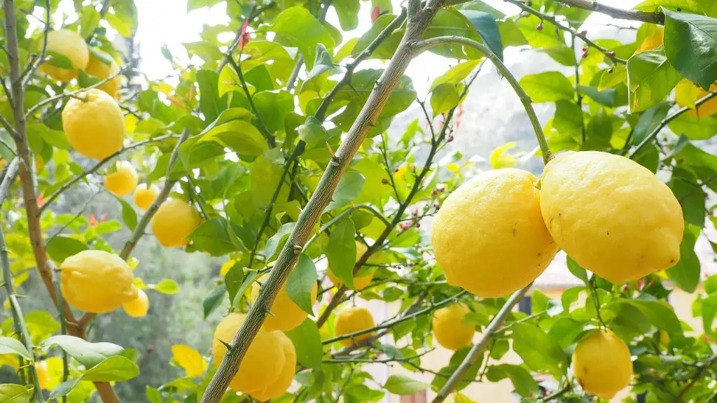 How Big Will A Lemon Tree Get