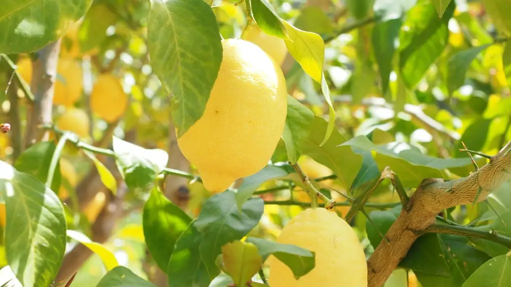 How To Grow A Lemon Tree In Georgia