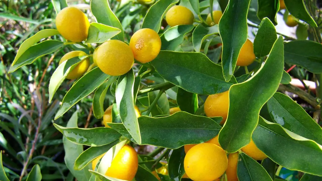 Where can i grow a lemon tree?