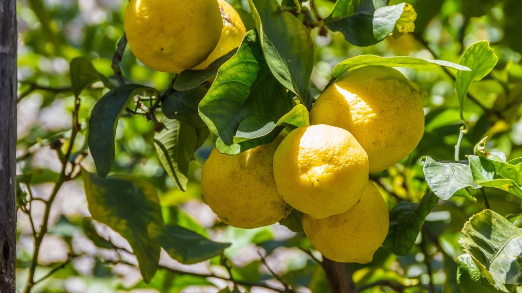 How long to grow lemon tree from seed?