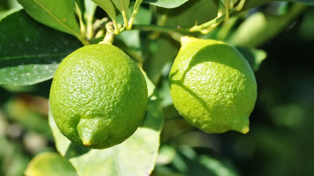How Often Do I Water My Avocado Tree