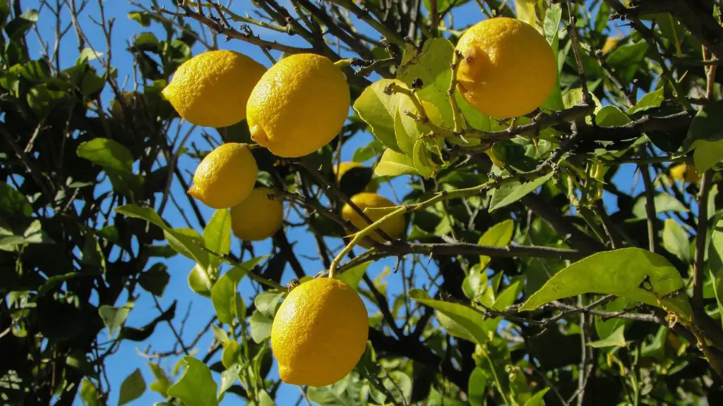 Are lemon tree leaves poisonous to cats?