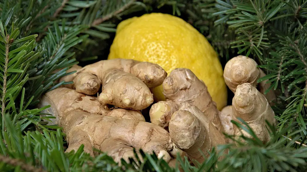 How To Grow A Lemon Tree Fast