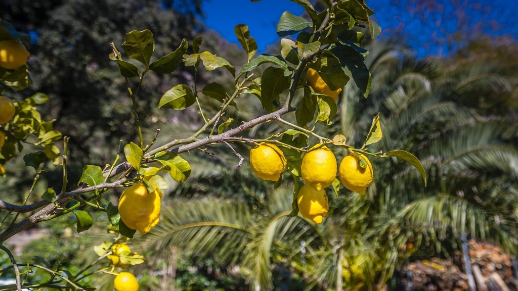 How To Pick A Good Lemon Tree